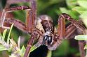 Dolomedes_minor_F2332_Z_88_Cape Reinga_Nieuw-Zeeland